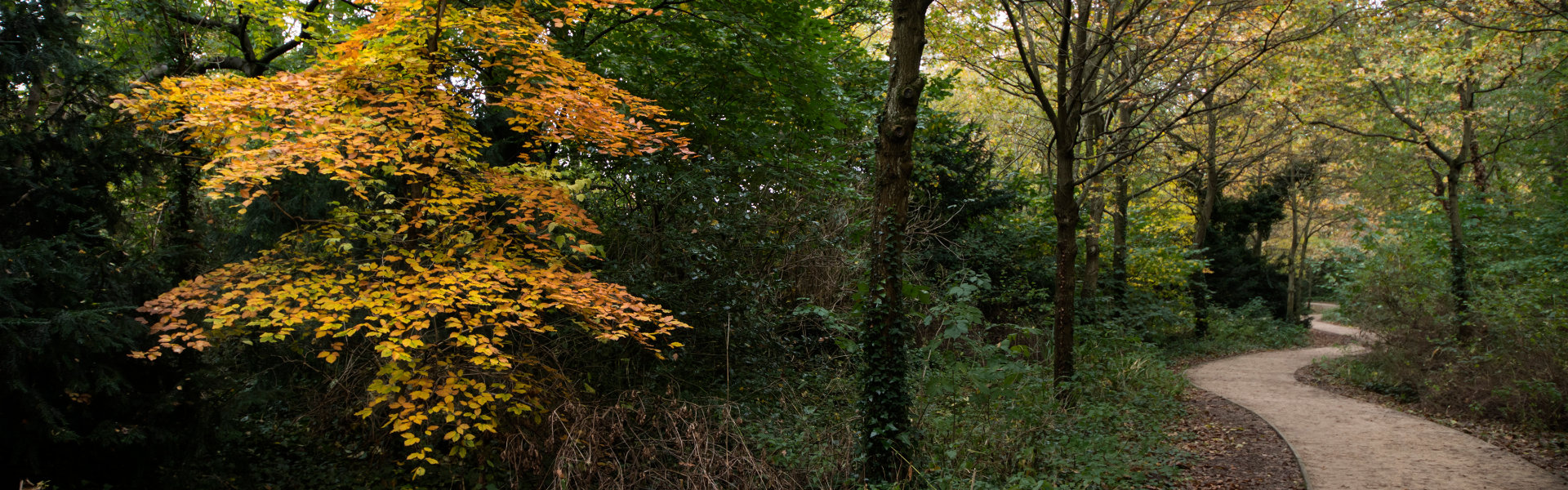 Path Banner 1